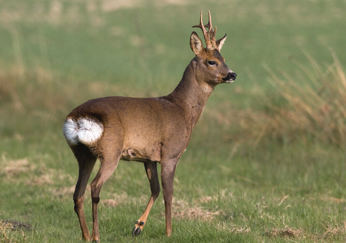 Hunting Roe Deer in Hungary