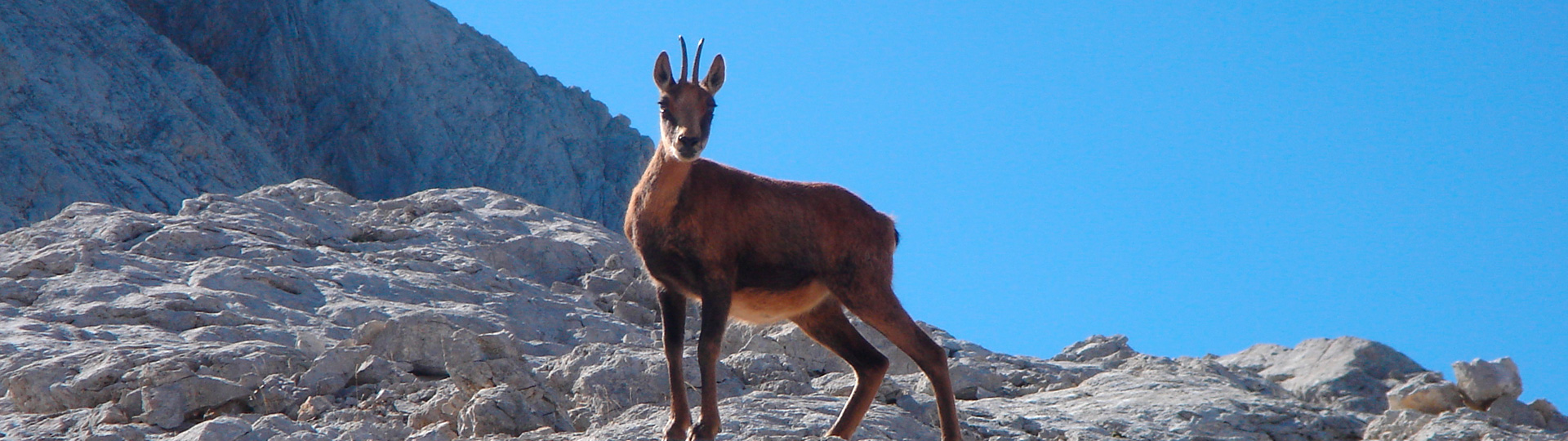 Hunting Cantabrian Chamois in Spain