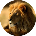 Caza de león en África