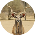 Cazar kudu en África