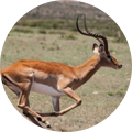 Cazar impala en África