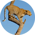 Cazar Leopardo en África