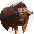 Cazar búfalo en el Limpopo