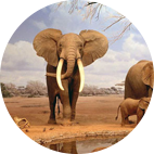 Cazar Elefante en África
