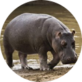 Cazar hipopótamo en África
