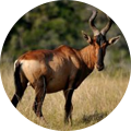 Cazar Hertebeest en África