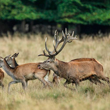 hunting iberian deer Spain