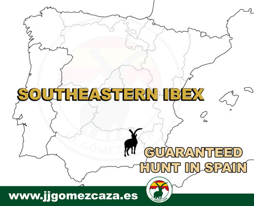 Southeastern-Ibex-Hunting-in-Spain Southeastern-Ibex-Hunting-in-Spain