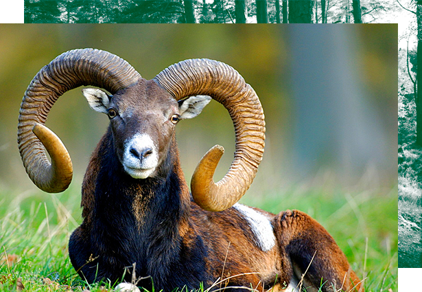 caza-de-grandes-muflones-en-hungria caza-de-grandes-muflones-en-hungria