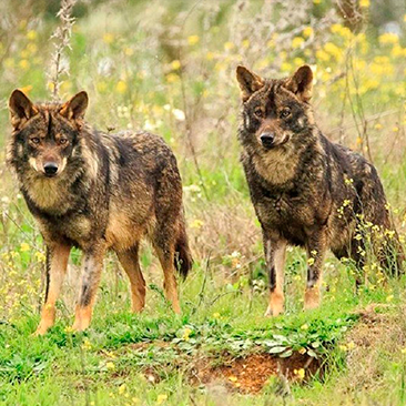 Iberian Wolf hunting in Spain