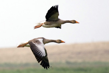 Hunting Geese in Hungary