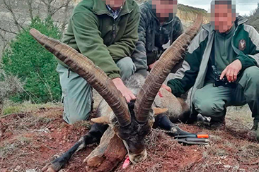 ibex-hunting-spain