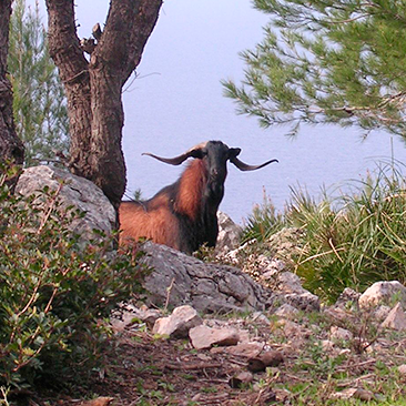 Balearean Goat hunting in Spain