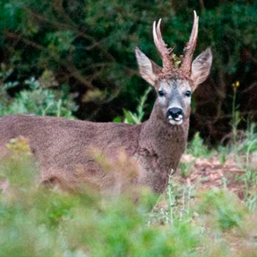 Hunting Iberian Roe Deer in Spain