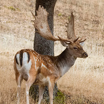 Iberian Fallow Deer in Spain