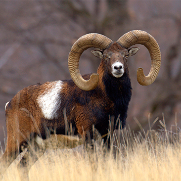 Hunting iberian mouflon sheep in Spain