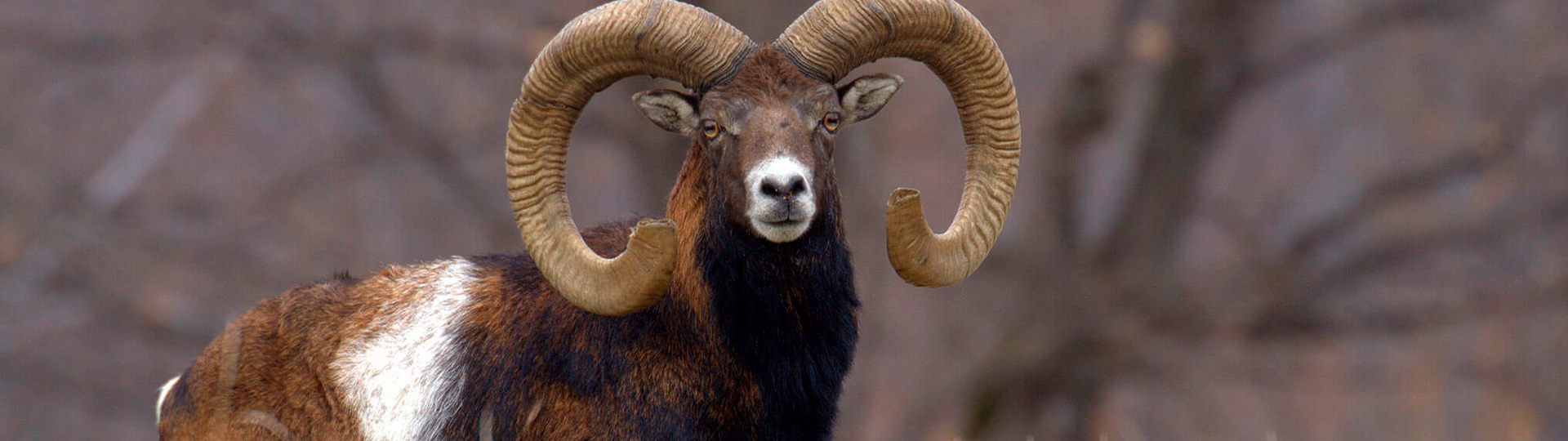 Hunting mouflon sheep in Spain