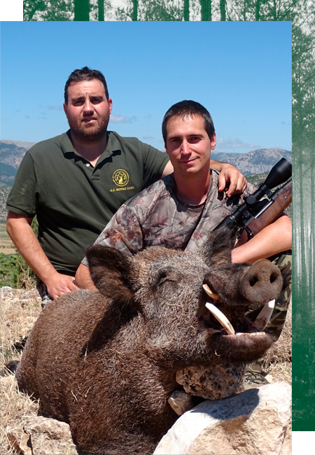 Wildschweine Jagd in Spanien