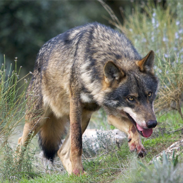 Iberischen Wolf Jagd