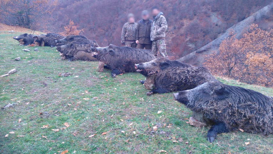 Batidas de grandes jabalíes en Turquía, cazar jabalies Turquia batidas, batidas jabalies Centroeuropa, monterias jabali Turquia