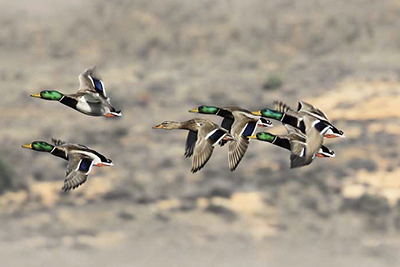 Duck shooting in Spain