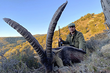 beceite ibex hunt