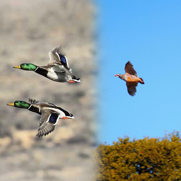 Bird Hunting in Spain