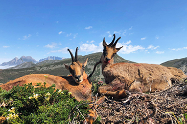 Hunting Cantabrian Chamois in Spain, offer