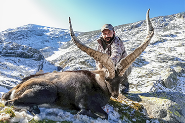 Hunting Gredos Ibex Spain, Spanish Gredos ibex hunt, Gredos Spanish ibex hunt, ibex hunt Gredos