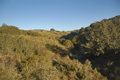 Hunting Partridge in Spain, field 2