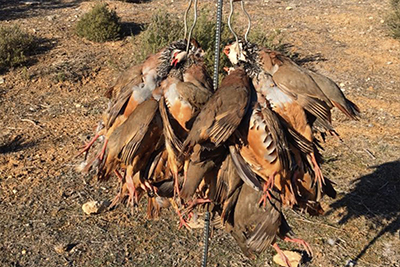 Hunting Partridge in Spain,Red Legged Partridge driven shooting in Spain, Partridge Redledged hunt Spain, shooting Partridge Redledged Spain, partridges hunt Hunting Partridge in Spain,Red Legged Partridge driven shooting in Spain, Partridge Redledged hunt Spain, shooting Partridge Redledged Spain, partridges hunt
