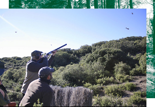 Hunting Partridge in Spain, Partridge Redledged hunt Spain, shooting Partridge Redledged Spain Hunting Partridge in Spain, Partridge Redledged hunt Spain, shooting Partridge Redledged Spain