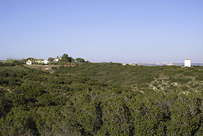 Hunting shooting Partridge in Spain