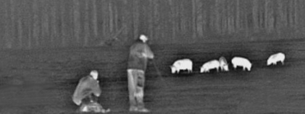Wild board, stalking or waiting for the night in Spain 2