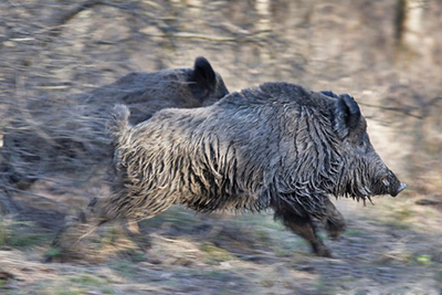 Wild boar driven hunt. 1 hunting day.