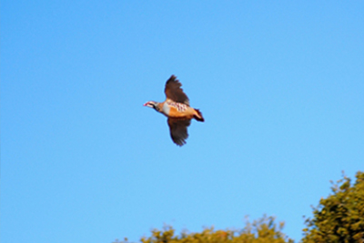 Partridge driven shooting in Spain