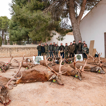 driven hunt in Spain, Typical monteria Spain