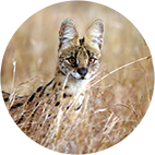 Cazar Serval cat en África