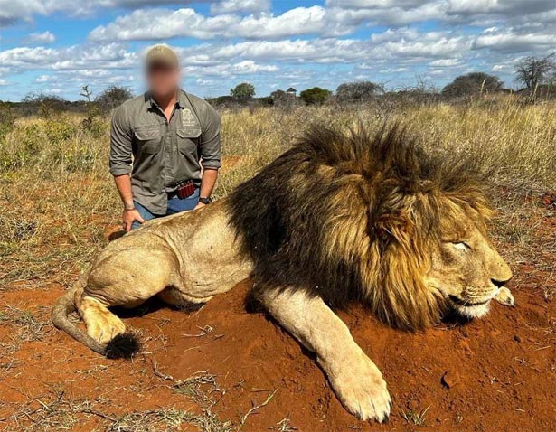caza leon africa, cazar leon africa, cazar leon en africa, caza leon en africa, caza leon sudafrica